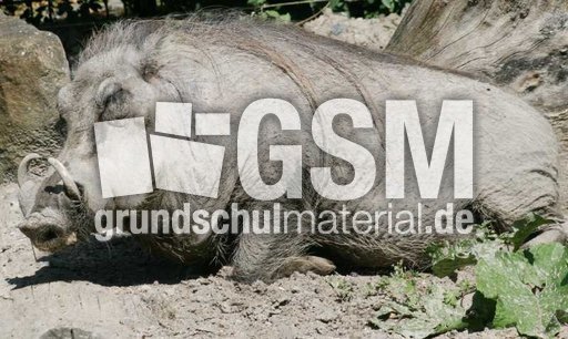 Warzenschwein-1.jpg